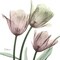 Natural Luster Tulips 1 Poster Print by Albert Koetsier - Item # VARPDXAK8SQ048B